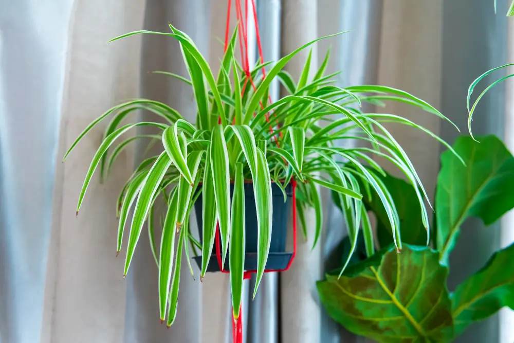 Top Indoor Plants for Improving Air Quality - Chlorophytum comosum, Spider plant in white hanging pot / basket